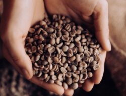 Dampak dari Kenaikan Harga Kopi Arabika