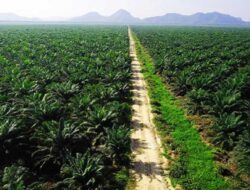 Pemerintah Kembalikan Ratusan Ribu Hektare Lahan Sawit ke Negara, Satgas PKH Terus Bergerak