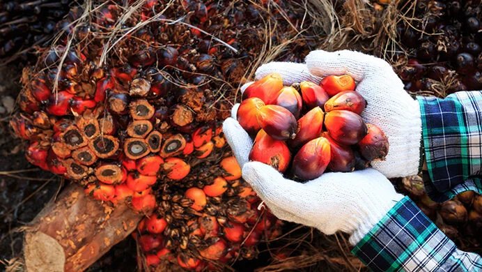 Tandan-buah-segar-kelapa-sawit-e1754458213376