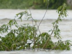 Respons Cepat Presiden: Empat Pesawat Militer Kirim Bantuan Darurat ke Sumbar, Aceh, dan Sumut