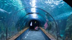 Rogfast Norwegia: Terowongan Bawah Laut Terpanjang dan Terdalam di Dunia