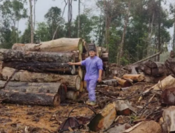 Timber Laundering Sumut Diselidiki: Gakkum Kemenhut Sasar PHAT, Libatkan Dua Terduga Baru