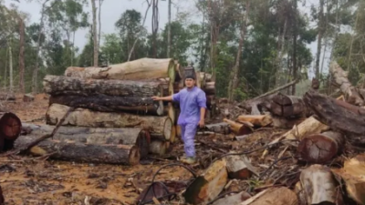 Timber Laundering Sumut Diselidiki: Gakkum Kemenhut Sasar PHAT, Libatkan Dua Terduga Baru