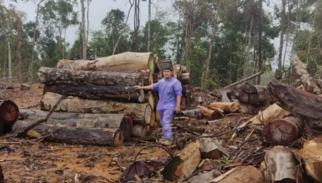 Kemenhut Selidiki Pencucian Kayu Ilegal di Sumatera Utara