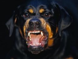 Waspada Pemilik Hewan! Kelalaian Jaga Peliharaan di KUHP Baru Bisa Dipidana Penjara 6 Bulan