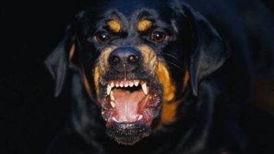 Aturan Hewan Peliharaan di KUHP Baru: Penjara 6 Bulan