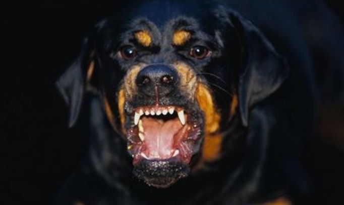 Aturan Hewan Peliharaan di KUHP Baru: Penjara 6 Bulan