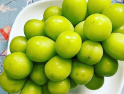 Jika Terbukti Berbahaya, Kementan Akan Hentikan Impor Anggur Muscat